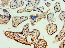 MCM5 Antibody (aa1-230)