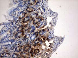 BrdU Antibody (clone 2G6)