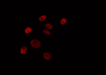 ELF4 / MEF Antibody