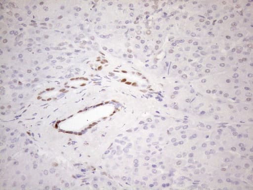 FOS / c-FOS Antibody (clone UMAB221)