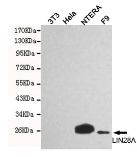 LIN28A / LIN28 Antibody