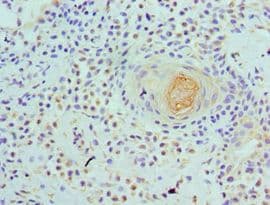 WDR5 Antibody (aa1-334)