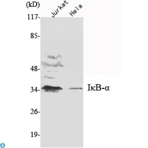 Monoclonal Mouse anti-Human NFKBIA / IKB Alpha / IKBA Antibody (WB)