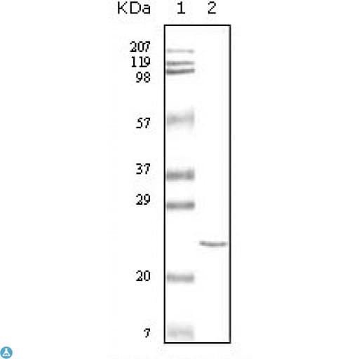 TNNI3 / Cardiac Troponin I Antibody
