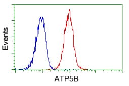 ATP5B / ATP Synthase Beta Antibody (clone OTI6C4)