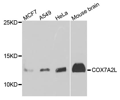 COX7A2L Antibody