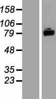 ASTE1 Protein (Over-Expression Lysate Myc-DDK (Flag))
