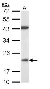 DUSP3 / VHR Antibody (aa1-185)