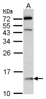 DDT / Dopamine Tautomerase Antibody (aa1-118)