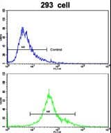EMILIN1 / EMI Antibody (aa84-112)