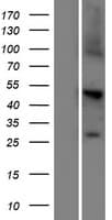 Human TRABD2A / C2orf89 Protein (Over-Expression Lysate Myc-DDK (Flag))