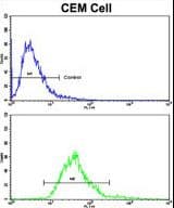 MGMT Antibody (aa156-182)