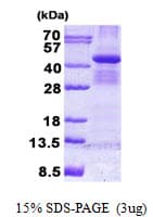 Human BUB3 Protein (Recombinant His)