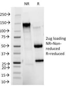 CEA / Carcinoembryonic Antigen Antibody (clone C66/1291, Azide-free, BSA-free)