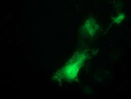 ITFG2 Antibody (clone OTI3A6)