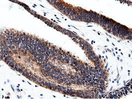 CBWD1 Antibody (clone OTI3F9)