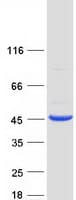 Human GDAP1L1 Protein (Recombinant Myc-DDK (Flag))