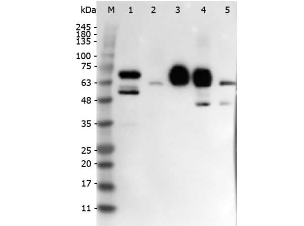 DLL4 Antibody (Internal)