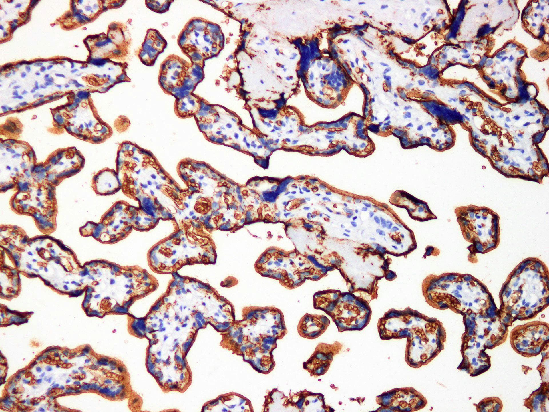 SLC1A3 / EAAT1 Antibody