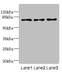 LDB3 / ZASP Antibody
