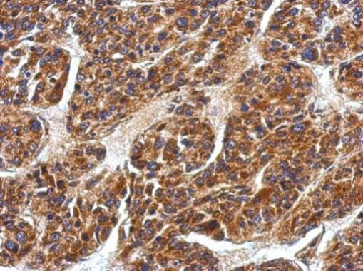 EDAR Antibody (aa31-245)