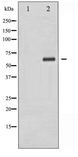 Polyclonal Rabbit anti-Human XIAP Antibody (phospho-Ser87, IHC, WB)