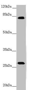 TRIM1 / MID2 Antibody
