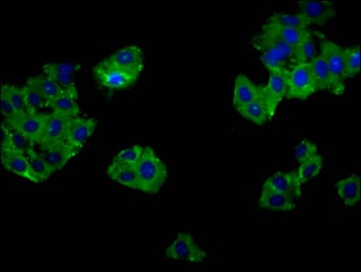GPR52 Antibody