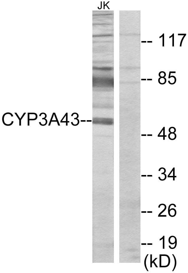 CYP3A43 Antibody