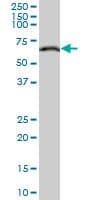 IHC-plus™ LMNB1 / Lamin B1 Antibody (clone 4E4)