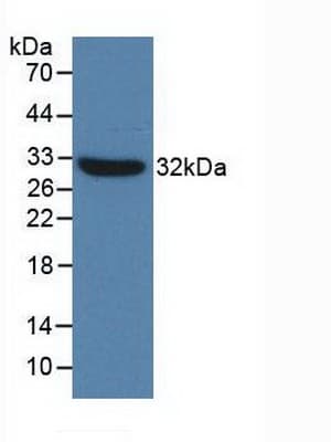 TLR4 Antibody (aa26-269)