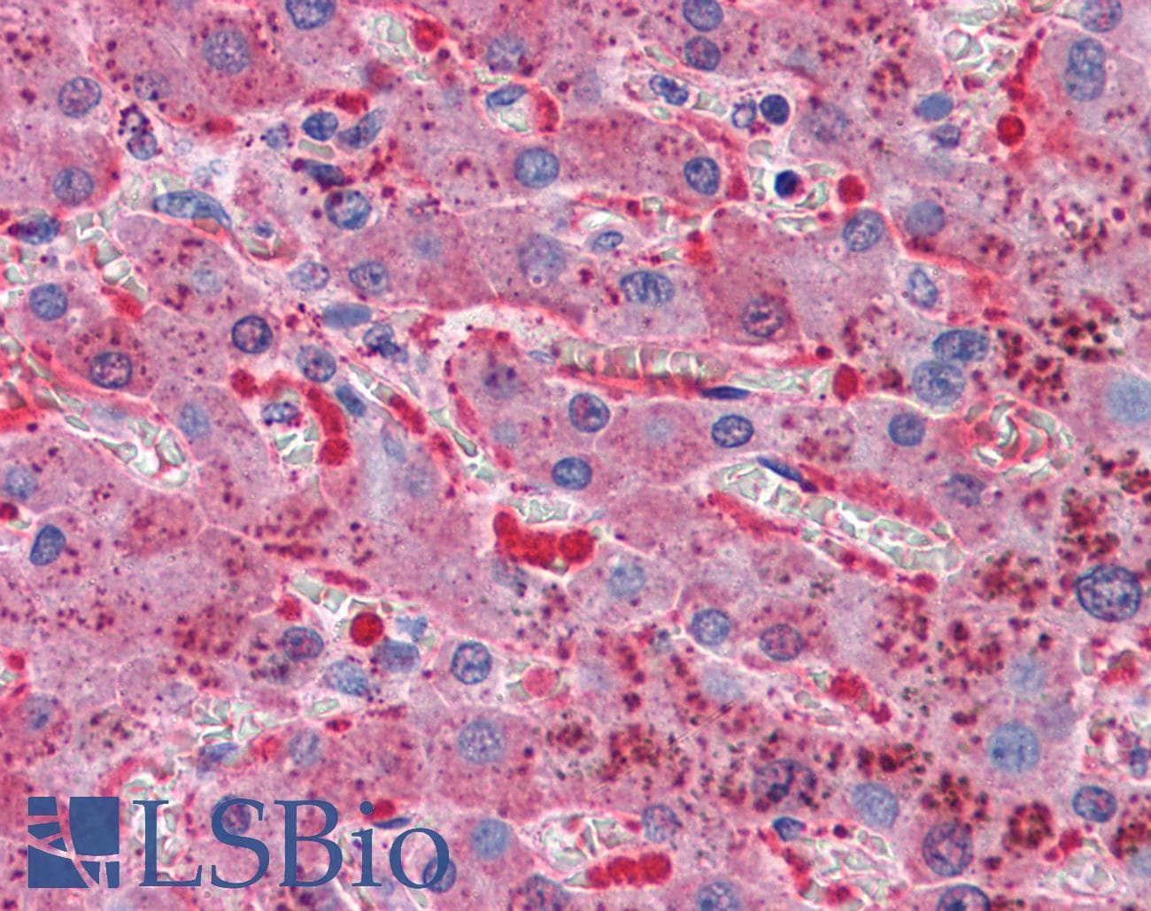 IHC-plus™ TFPI / LACI Antibody