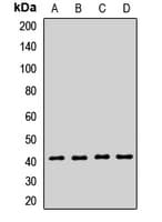 SETD7 / SET7 Antibody