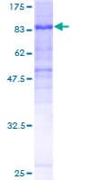 Human FAM200A Protein (Recombinant GST)