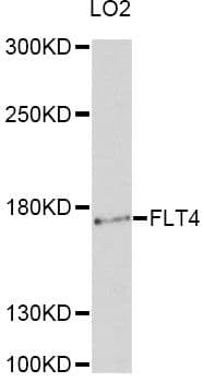 FLT4 / VEGFR3 Antibody