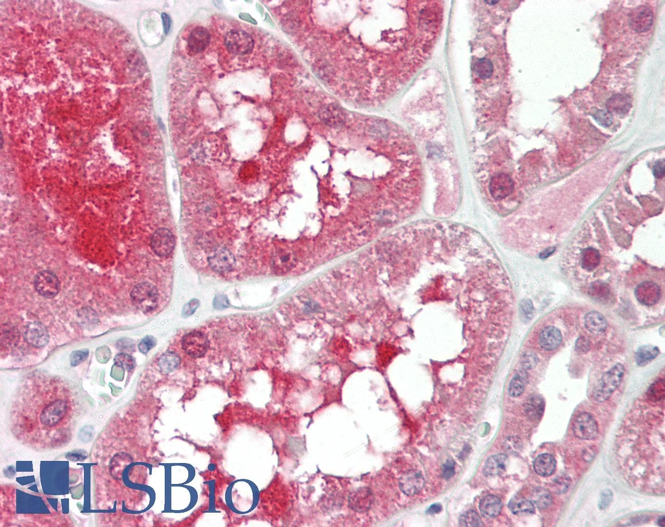 HRG Antibody (C-Terminus)