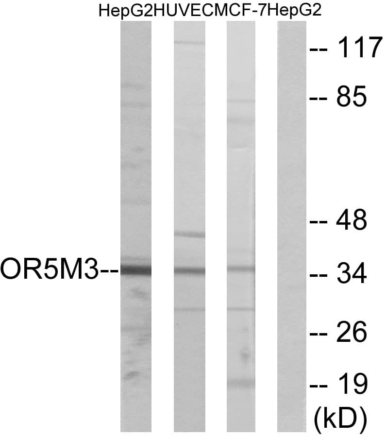 Polyclonal Rabbit anti-Human OR5M3 Antibody (aa53-102, IF, WB)
