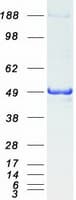 Human PSMC3 Protein (Recombinant Myc-DDK (Flag))