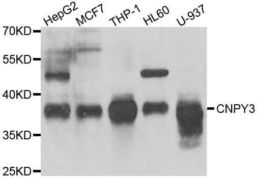 PathPlus™ TNRC5 / CNPY3 Antibody