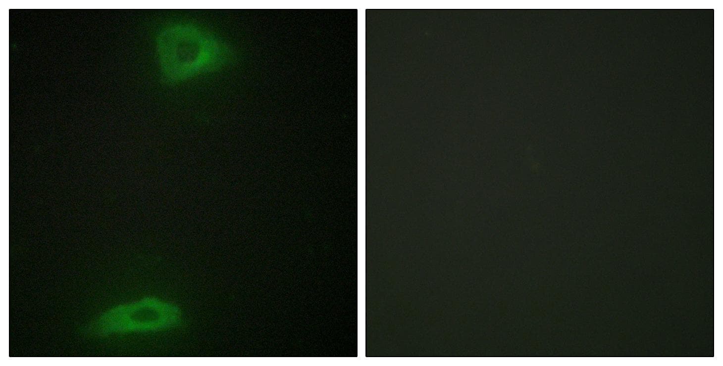 Polyclonal Rabbit anti-Human ERGIC3 Antibody (IF, WB)