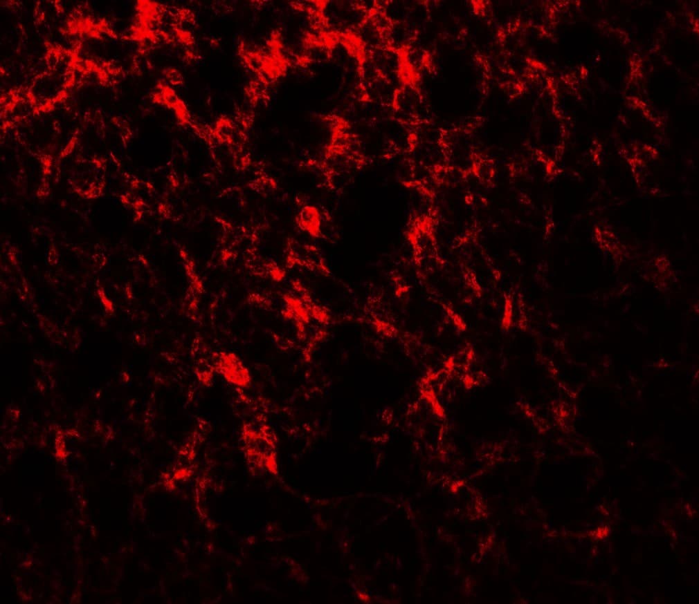 IHC-plus™ ENHO / Adropin Antibody