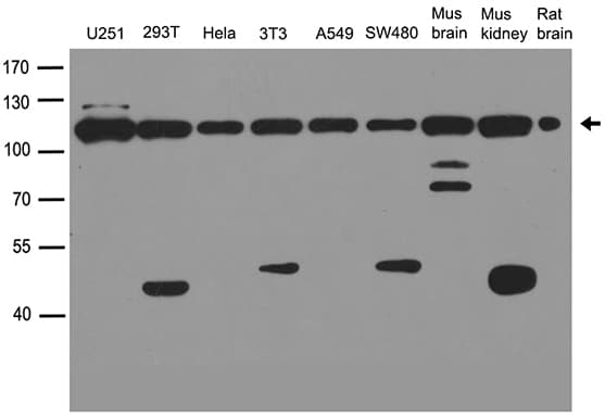 VCP Antibody