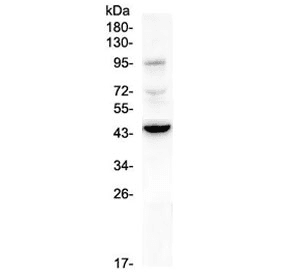 CD72 Antibody