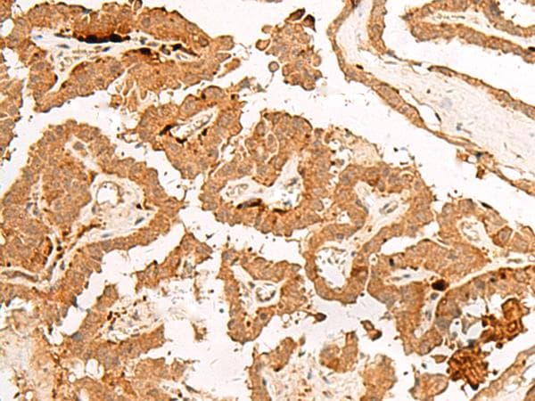 POLR2L Antibody