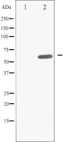 CDC25A Antibody (phospho-Ser178)