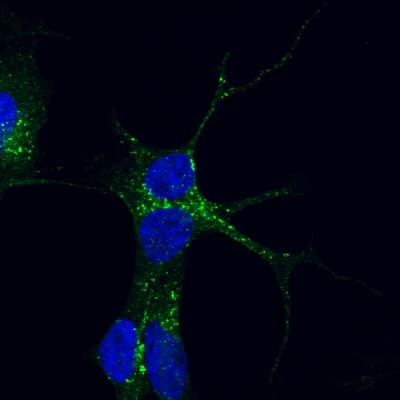 PathPlus™ VPS35 Antibody (aa783-796)