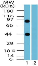 IHC-plus™ Polyclonal Rabbit anti-Human BTF / BCLAF1 Antibody (aa700-750, IHC, WB)