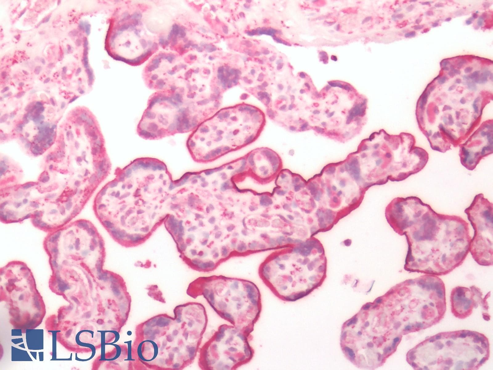 IHC-plus™ KISS1R / GPR54 Antibody (Extracellular Domain)