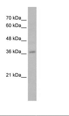 MYB / c-Myb Antibody (aa26-75)