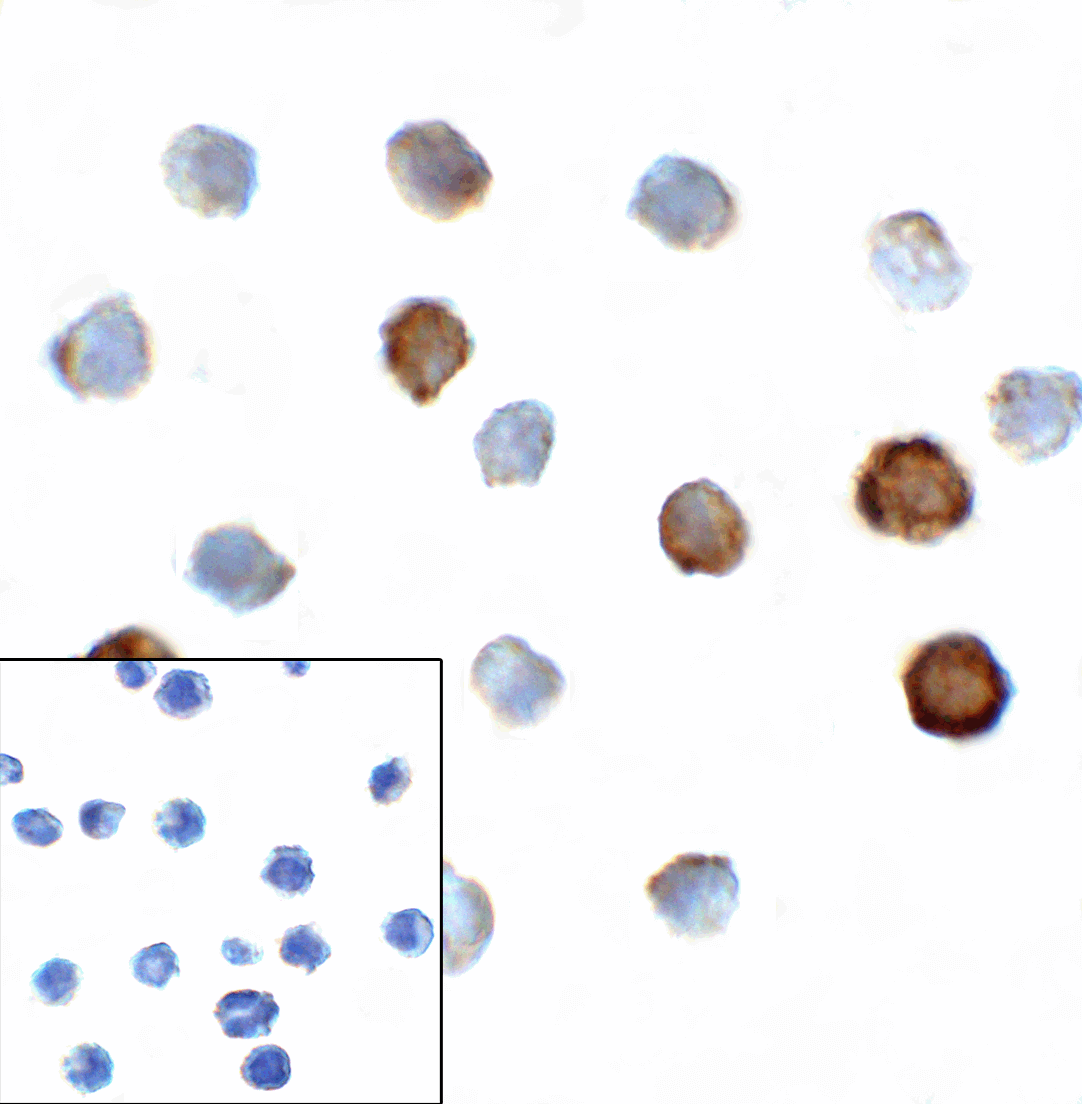 Monoclonal Mouse anti-Human TIGIT Antibody (clone 4A12, IHC, IF, WB)